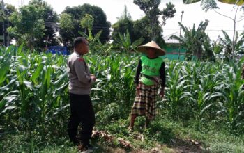 Bhabinkamtibmas Garda Depan Ketahanan Pangan di Lombok Barat