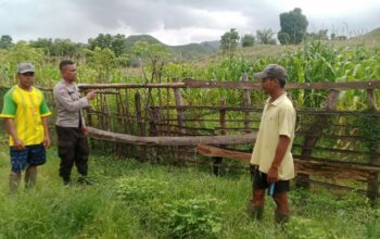 Bhabinkamtibmas Desa Woko Lakukan Pemantauan Lahan Pertanian untuk Dukung Ketahanan Pangan