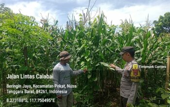 Bhabinkamtibmas Desa Beringin Jaya Pantau Lahan Jagung untuk Ketahanan Pangan Nasional