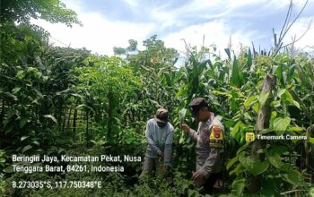 Bhabinkamtibmas Desa Beringin Jaya Pantau Lahan Jagung untuk Ketahanan Pangan Nasional