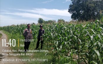 Bhabinkamtibmas Desa Calabai Pantau Lahan Jagung untuk Program Ketahanan Pangan Nasional