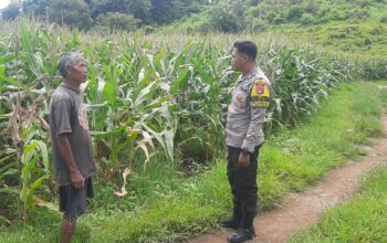 Bhabinkamtibmas Desa Banggo Pantau Perkembangan Tanaman Jagung Warga