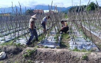 Dukung Ketahanan Pangan, Bhabinkamtibmas Desa Tarusan Sambangi Petani