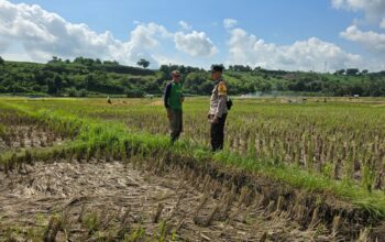 Bhabinkamtibmas Karang Dima Sambangi Petani Dukung Ketahanan Pangan Nasional