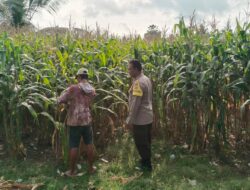 Bhabinkamtibmas Taropo Dampingi Petani Jagung dalam Program Ketahanan Pangan