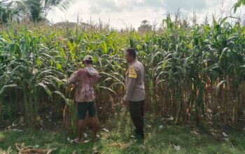 Bhabinkamtibmas Taropo Dampingi Petani Jagung dalam Program Ketahanan Pangan