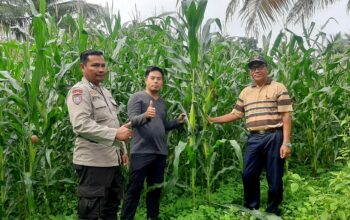 Bhabinkamtibmas Desa Gumantar dan Kelompok Tani Suka Maju Pantau Kesuksesan Lahan Ketahanan Pangan