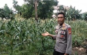 Dukung Ketahanan Pangan, Polsek Rasanae Barat Sulap Lahan Kosong Jadi Kebun Bergizi