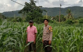 Bhabinkamtibmas Desa Lune Pantau Lahan Pertanian Jagung untuk Dukung Ketahanan Pangan