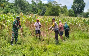 Bhabinkamtibmas Desa Kalimantong Dampingi Panen Jagung Anggota Poktan Pabunga