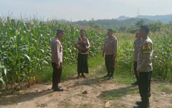 Dukung Ketahanan Pangan, Kapolsek Jereweh Turun ke Lahan Warga Cek Perkembangan Tanaman Jagung