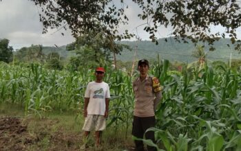 Bhabinkamtibmas Desa Lune Pantau Lahan Jagung untuk Ketahanan Pangan Nasional