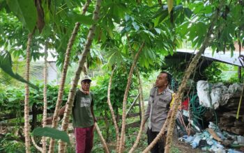 Bhabinkamtibmas Desa Nangamiro Pantau Lahan Pertanian dalam Program Ketahanan Pangan Nasional