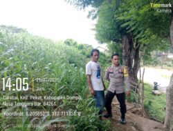 Polsek Pekat melalui Bhabinkamtibmas Pantau Lahan Jagung dalam Program Ketahanan Pangan Nasional