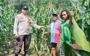 Bhabinkamtibmas Polsek Ambalawi Pantau Perkembangan Tanaman Jagung Milik Warga, Wujudkan Ketahanan Pangan