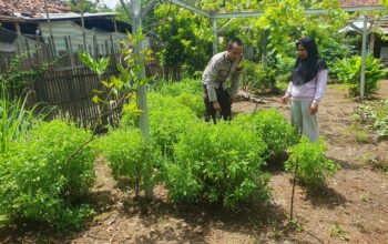 Dukung Ketahanan Pangan, Bhabinkamtibmas Polsek Asakota Monitoring Lahan Pekarangan Bergizi Milik Warga