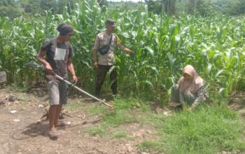 Bhabinkamtibmas Dukung Petani Optimalkan Lahan Jagung untuk Ketahanan Pangan