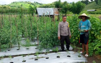 BKTM Desa Manggenae Pantau Lahan Tomat Warga untuk Dukung Ketahanan Pangan