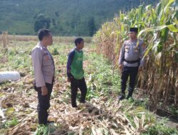 PEMANTAUAN LAHAN JAGUNG DI DESA MANGGEASI JELANG PANEN RAYA