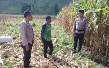 PEMANTAUAN LAHAN JAGUNG DI DESA MANGGEASI JELANG PANEN RAYA