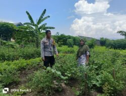 Polsek Hu’u Dukung Ketahanan Pangan, Pantau Lahan Pertanian di Desa Hu’u