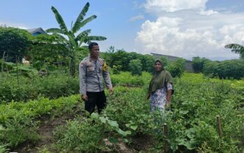 Polsek Hu’u Dukung Ketahanan Pangan, Pantau Lahan Pertanian di Desa Hu’u