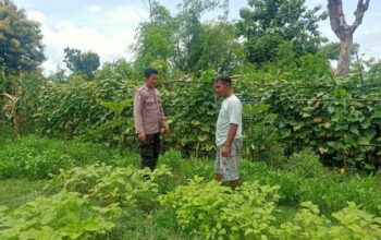 Polsek Hu’u Terus Dorong Ketahanan Pangan, Pantau Lahan Pertanian di Rasabou