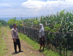 Guna Mendukung Progres Ketahanan Pangan, Bhabinkamtibmas Desa Tatar Kunjungi Kebun Jagung Warga Binaan