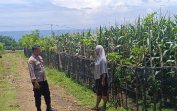 Guna Mendukung Progres Ketahanan Pangan, Bhabinkamtibmas Desa Tatar Kunjungi Kebun Jagung Warga Binaan