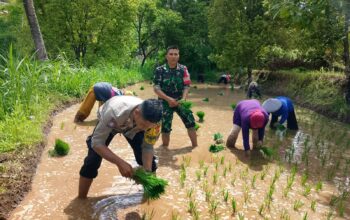 Bhabinkamtibmas Desa Santong Bantu Warga Tanam Bibit Padi