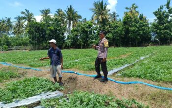 Sukseskan Ketahanan Pangan, Personel Polsek Buer Sambangi Petani Buah