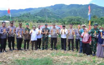 Polres Sumbawa Barat Ikuti Panen Jagung Serentak di Lokasi Kebun Jagung Poktan Cinta Damai Poto Tano