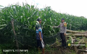 Bhabinkamtibmas Desa Beringin Jaya Pantau Lahan Pertanian dalam Program Ketahanan Pangan Nasional