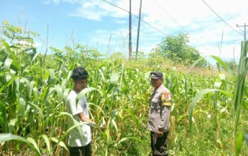 Bhabinkamtibmas Desa Nangakara Pantau Lahan Pertanian dalam Program Ketahanan Pangan Nasional