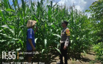 Bhabinkamtibmas Polsek Rhee Dukung Ketahanan Pangan, Cek Lahan Jagung Warga