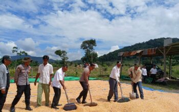 Dukung Program Asta Cita, Polsek Sekongkang Bersama BPP Panen Jagung di Desa Talonang Sumbawa Barat