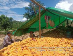 Bhabinkamtibmas Desa Rarak Ronges Dampingi Warga Saat Panen Jagung