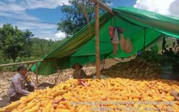 Bhabinkamtibmas Desa Rarak Ronges Dampingi Warga Saat Panen Jagung