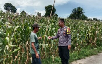 Bhabinkamtibmas Nanga Tumpu dampingi petani, dukung program ketahanan pangan nasional