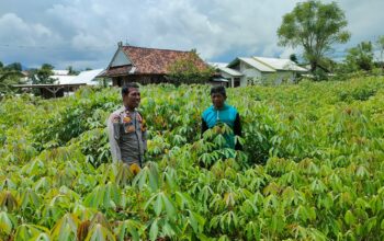 Dukung Ketahanan Pangan, Bhabinkamtibmas Kelurahan Nitu Kontrol Tanaman Pangan