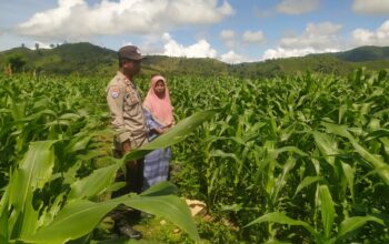 Bhabinkamtibmas Desa Ranggo Monitor Lahan Jagung dalam Program Ketahanan Pangan Nasional