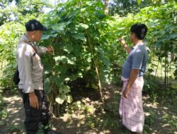 Bhabinkamtibmas Kelurahan Sambinae Laksanakan Pengecekan Pekarangan Pangan Bergizi (P2B)