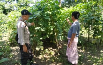 Bhabinkamtibmas Kelurahan Sambinae Laksanakan Pengecekan Pekarangan Pangan Bergizi (P2B)