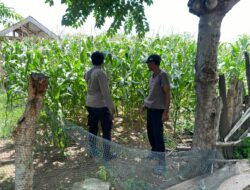 Bhabinkamtibmas Tua Nanga Monitoring Ketahanan Pangan di Desa Binaannya