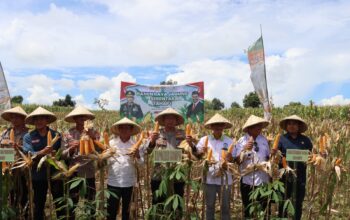 Kapolres Dompu Pimpin Langsung Panen Raya Jagung Serentak 2025: Komitmen Polri dalam Ketahanan Pangan Nasional