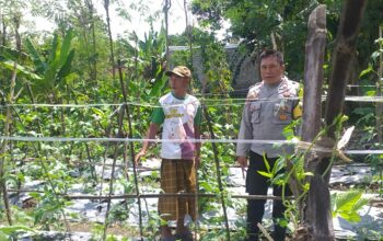 Bhabinkamtibmas Jagaraga Dorong Warga Tanam Sayur di Pekarangan Rumah