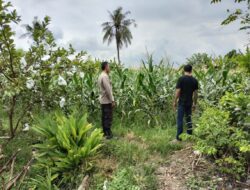 Langkah Tak Terduga Bhabinkamtibmas di Labuapi: Sukseskan Ketahanan Pangan Nasional