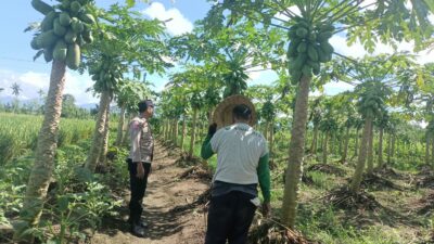 Polsek Kediri Dukung Swasembada Pangan, Sambangi Lahan Pepaya di Ombe Baru