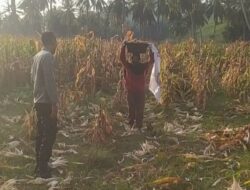 Dekat dengan Petani! Bhabinkamtibmas Sekotong Dukung Ketahanan Pangan