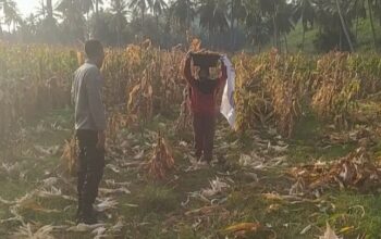 Bhabinkamtibmas Sekotong Dukung Petani Jagung, Begini Aksinya!